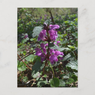 Cartão Postal Arcanjo-roxo (Lamium purpureum) em flor