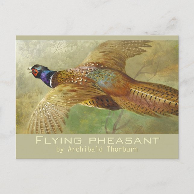 Cartão postal Archibald Thorburn Flying Pheasant C (Frente)