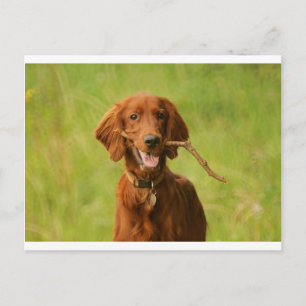 Cartão Postal Archie