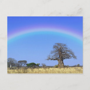 Cartão Postal Arco-íris e árvore baobá africano, Adansonia