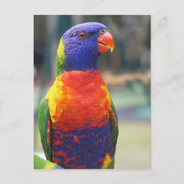 Cartão Postal Arco-Íris Lorikeet (Trichoglossus haematodus 2) (Frente)