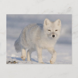 Cartão Postal Arctic Fox, Alaska