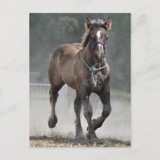 Cartão Postal Ardennes foal