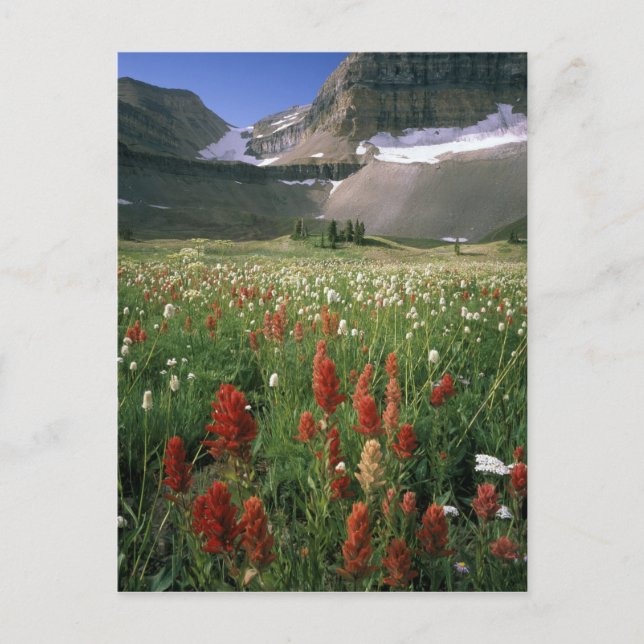 CARTÃO POSTAL ÁREA SILVESTRE DE MOUNT TIMPANOGOS, UT, EUA, (Frente)
