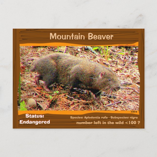 Cartão Postal Arena Mountain Beaver em perigo - - - (Frente)