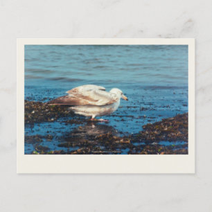 Cartão Postal Arenque Gull P1046
