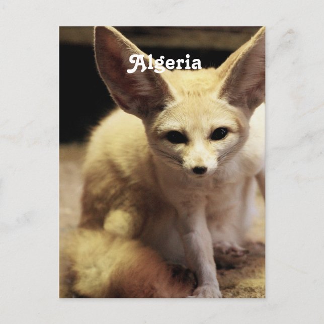 Cartão Postal Argélia Fennec Fox (Frente)