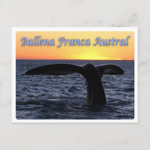 Cartão Postal Argentina - Ballena franca austral -