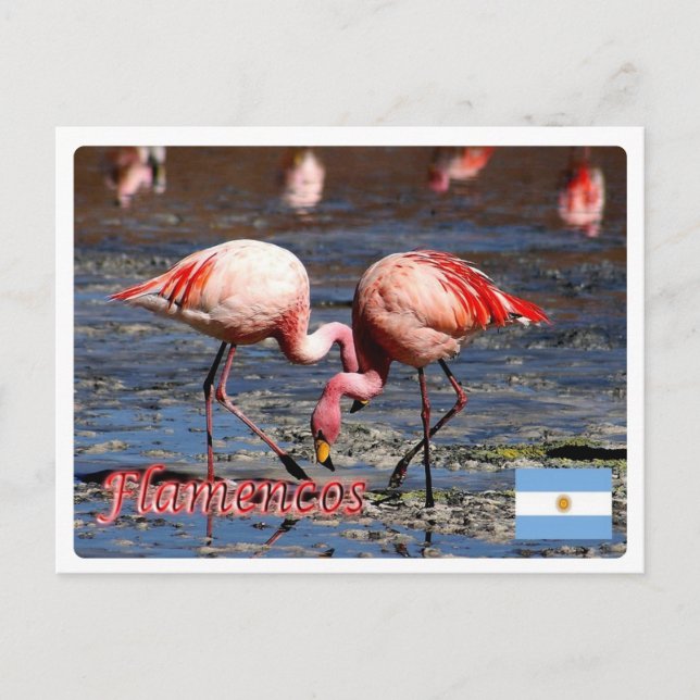 Cartão Postal Argentina - Flamingos da puna - (Frente)