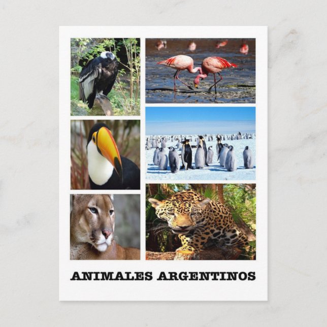 Cartão Postal Argentina - Mosaico Animales Argentinos (Frente)