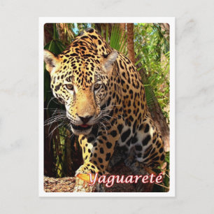 Cartão Postal Argentina - Yaguareté -