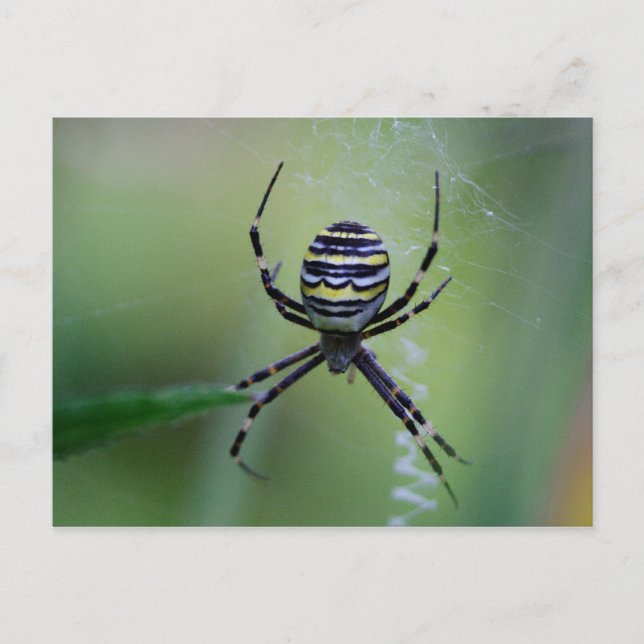 Cartão Postal Argiope bruennichi (Frente)