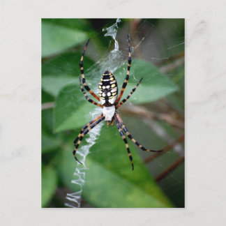 Cartão Postal Argiope preto-e-amarelo