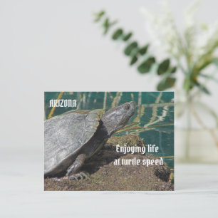 Cartão Postal Arizona Aproveitando o Aposentado Turtle Foto Engr
