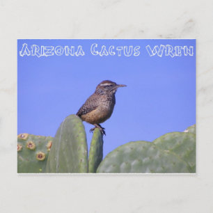 Cartão Postal Arizona Cactus Wren