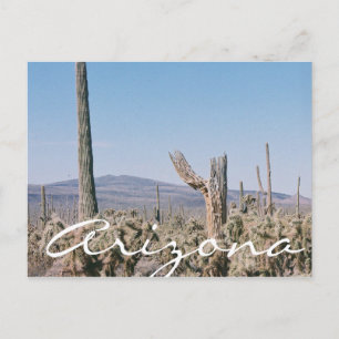 Cartão Postal Arizona Cartaz do Deserto Cactos Paisagem