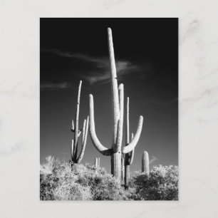Cartão Postal Arizona de Fotos Branca e Preta do Saguaro Cactus