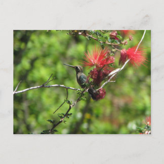 Cartão Postal Arizona Hummingbird