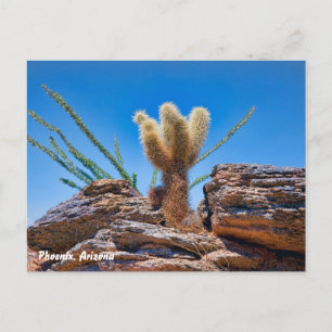 Cartão Postal Arizona Phoenix, Jovem Urso De Teddy Cholla Cactus