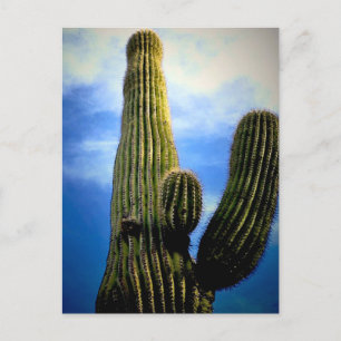 Cartão Postal Arizona Saguaro Cactus Alto 