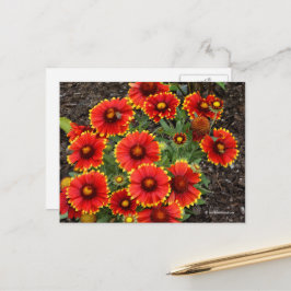 Cartão Postal Arizona Sun Blanketflower
