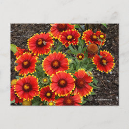 Cartão Postal Arizona Sun Blanketflower