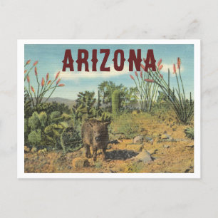 Cartão Postal Arizona Vintage Desert Cactus e Javelina