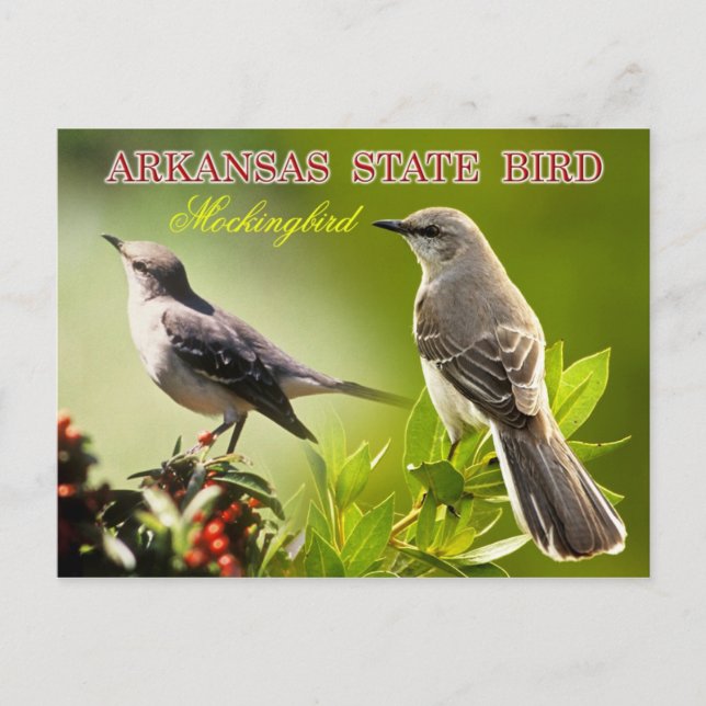 Cartão Postal Arkansas State Bird - Mockingbird (Frente)