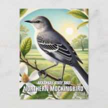 Arkansas State Bird Norte Mockingbird