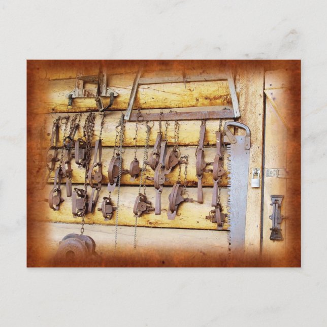 Cartão Postal Armadilhas do animal em Alaska (Frente)