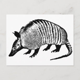 Cartão Postal Armadillo