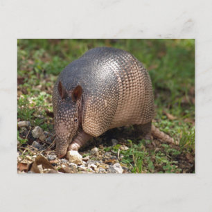 Cartão Postal Armadillo