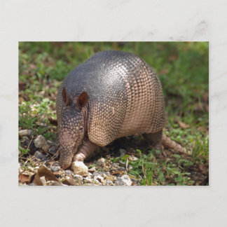 Cartão Postal Armadillo