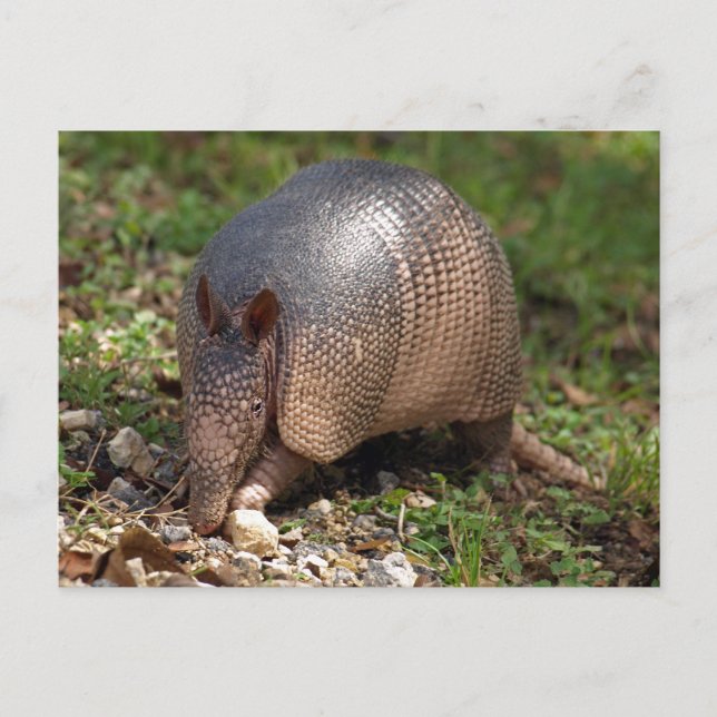 Cartão Postal Armadillo (Frente)