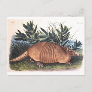 Cartão Postal Armadillo de Audubon