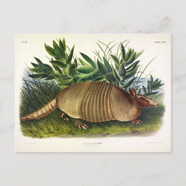 Cartão Postal Armadillo de nariz longo de nove pela Audubon (Frente)
