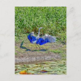 CARTÃO POSTAL ARMAZENAMENTO AUSTRALIANO DE AVES AUSTRÁLIA COM EF