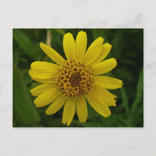 Cartão Postal Arnica Blossom, Ilha de Unalaska