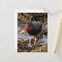 Cartão Postal Aroma da orelha negra assombrosa do Oystercatcher