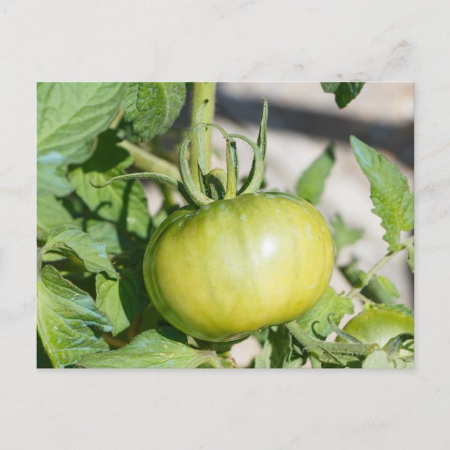 Cartão Postal Aroma de tomate num pomar (Frente)