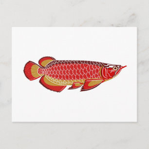Cartão Postal arowana postcard