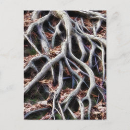 Cartão Postal Arraízes de árvores maleáveis