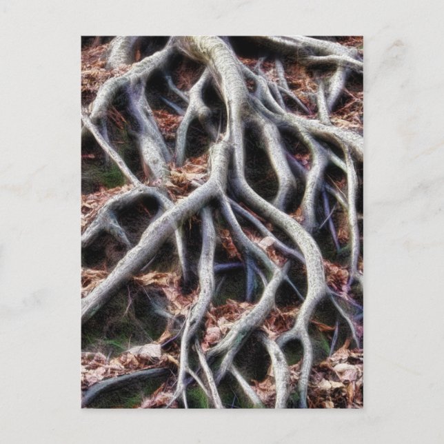 Cartão Postal Arraízes de árvores maleáveis (Frente)