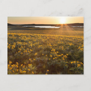 Cartão Postal Arranjo de Flores Silvestres de Balsamroot de Folh