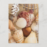 Arranjo do Seashell