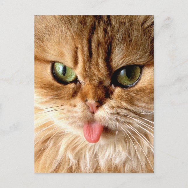 Cartão Postal Arraste-me com uma colher (Frente)