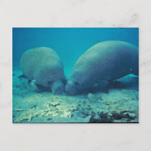 Cartão Postal Arrasto de Manateio na Areia