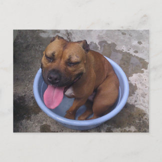 Cartão Postal Arrefecimento em dia quente