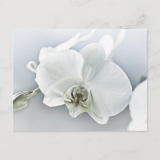 Cartão Postal Arte Botânica de Orquídea Branca Elegante (Frente)