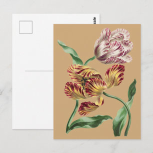 Cartão Postal Arte Botânica de Tulipas do Século XVIII com Estil